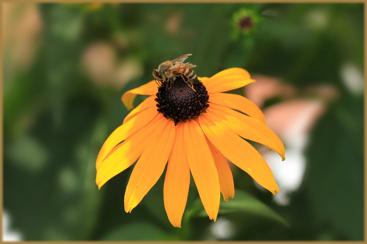 *Gelber Sonnenhut mit Bienchen*