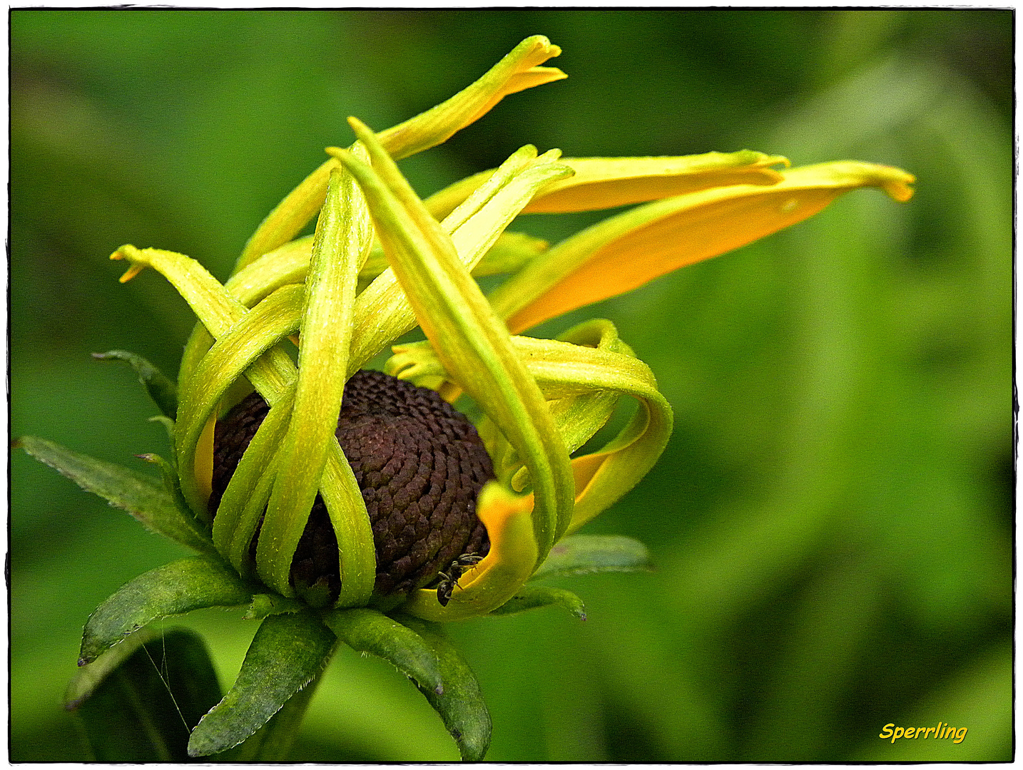 Gelber Sonnenhut (Rubeckia)