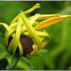 Gelber Sonnenhut (Rubeckia)