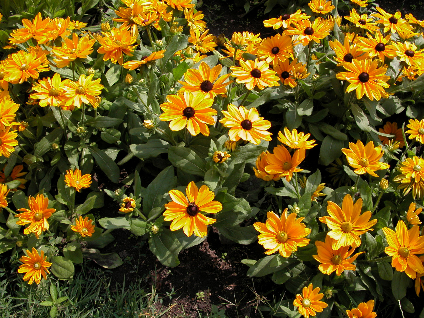 Gelber Sonnenhut - Rudbeckia