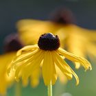 Gelber Sonnenhut (Rudbeckia fulgida) Goldsturm 