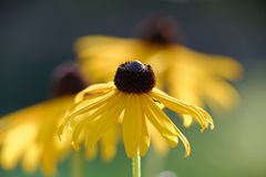 Gelber Sonnenhut (Rudbeckia fulgida) Goldsturm 