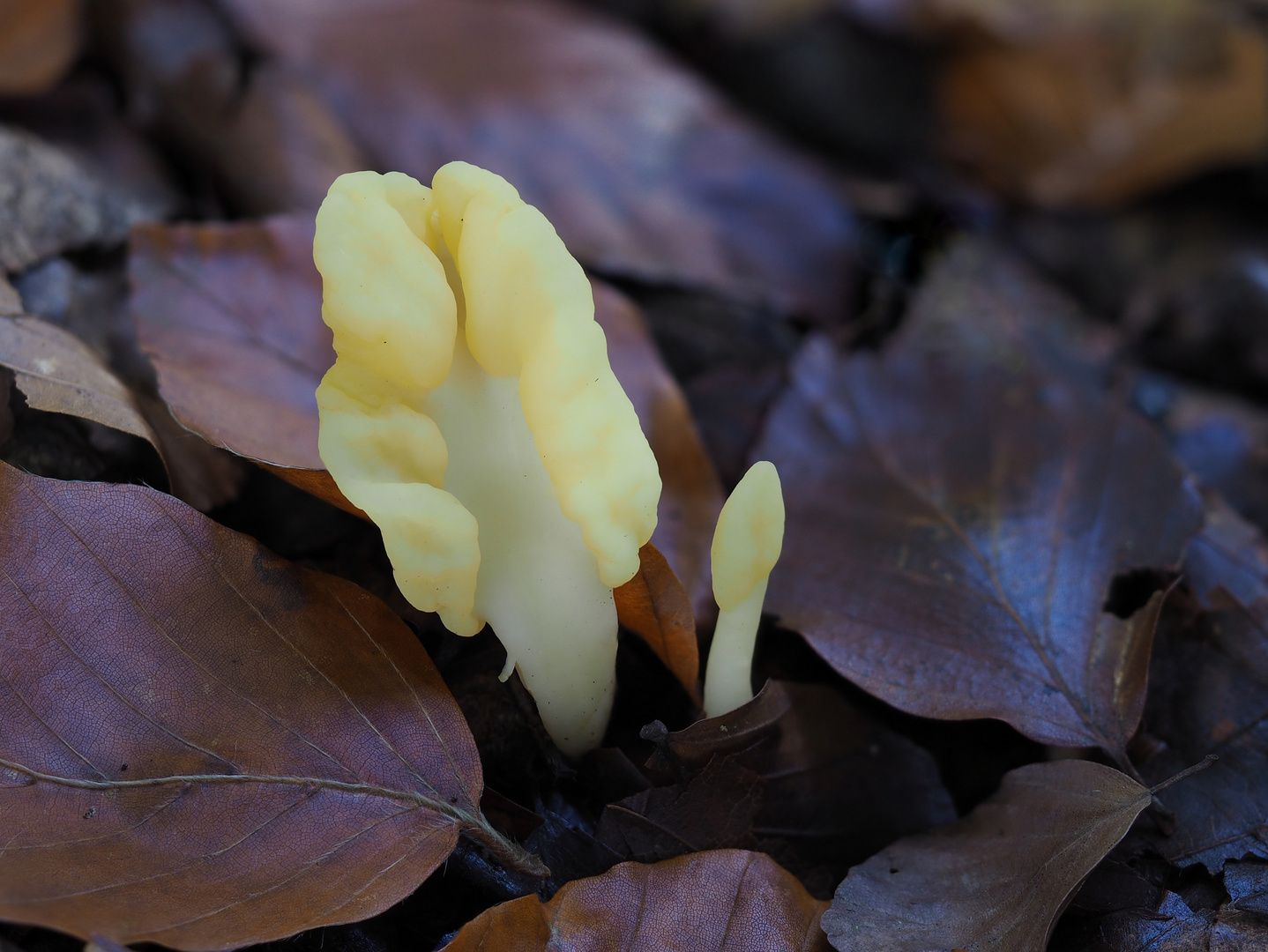 Gelber Spatelpilz oder Dottergelber Spateling, Spathularia flavida