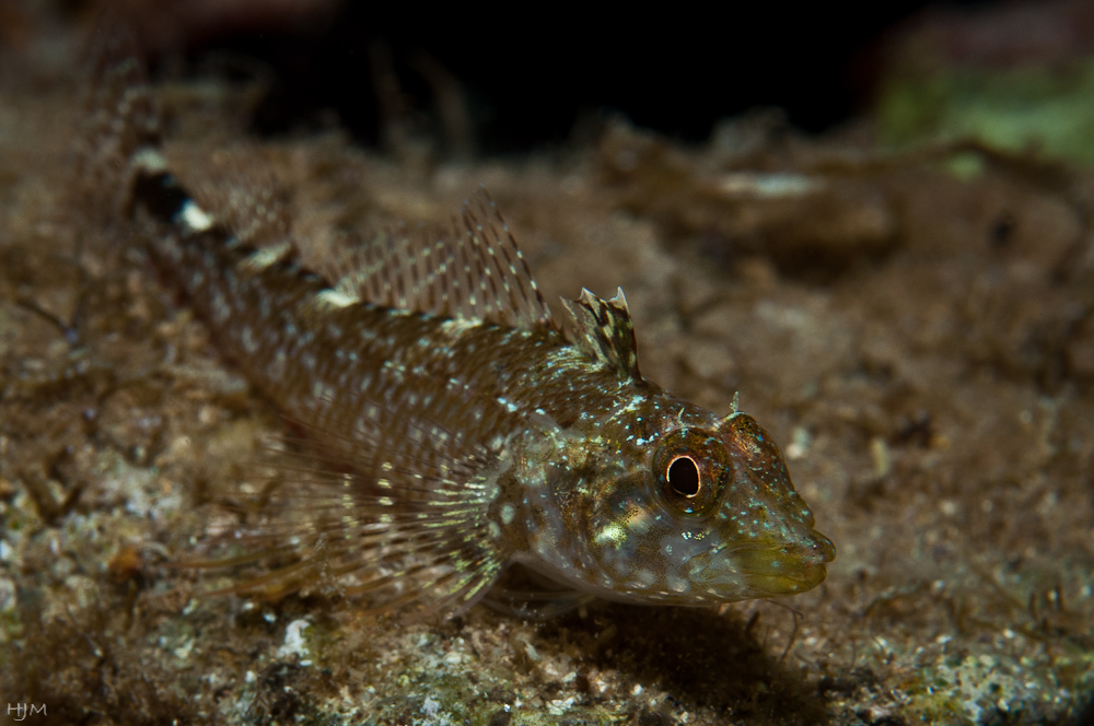 Gelber Spitzkopf-Schleimfisch