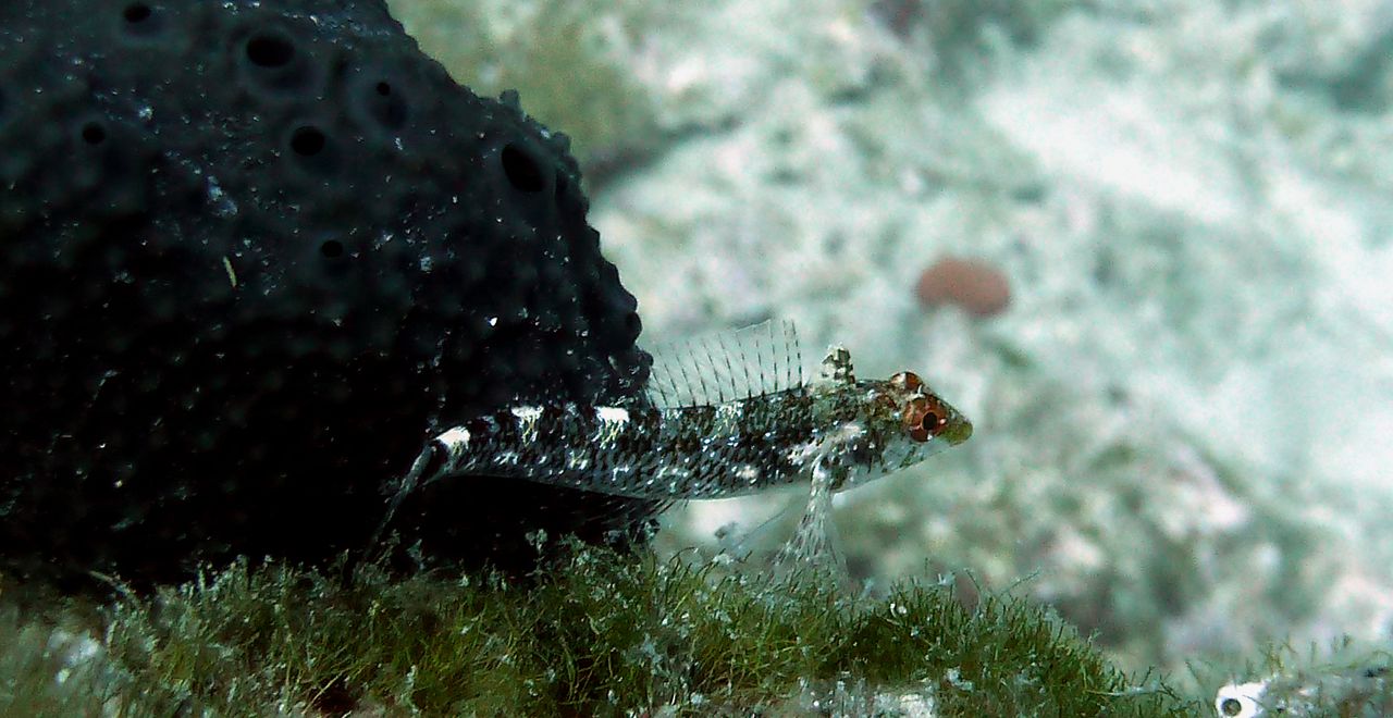 Gelber Spitzkopfschleimfisch