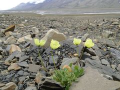 Gelber Svalbardmohn