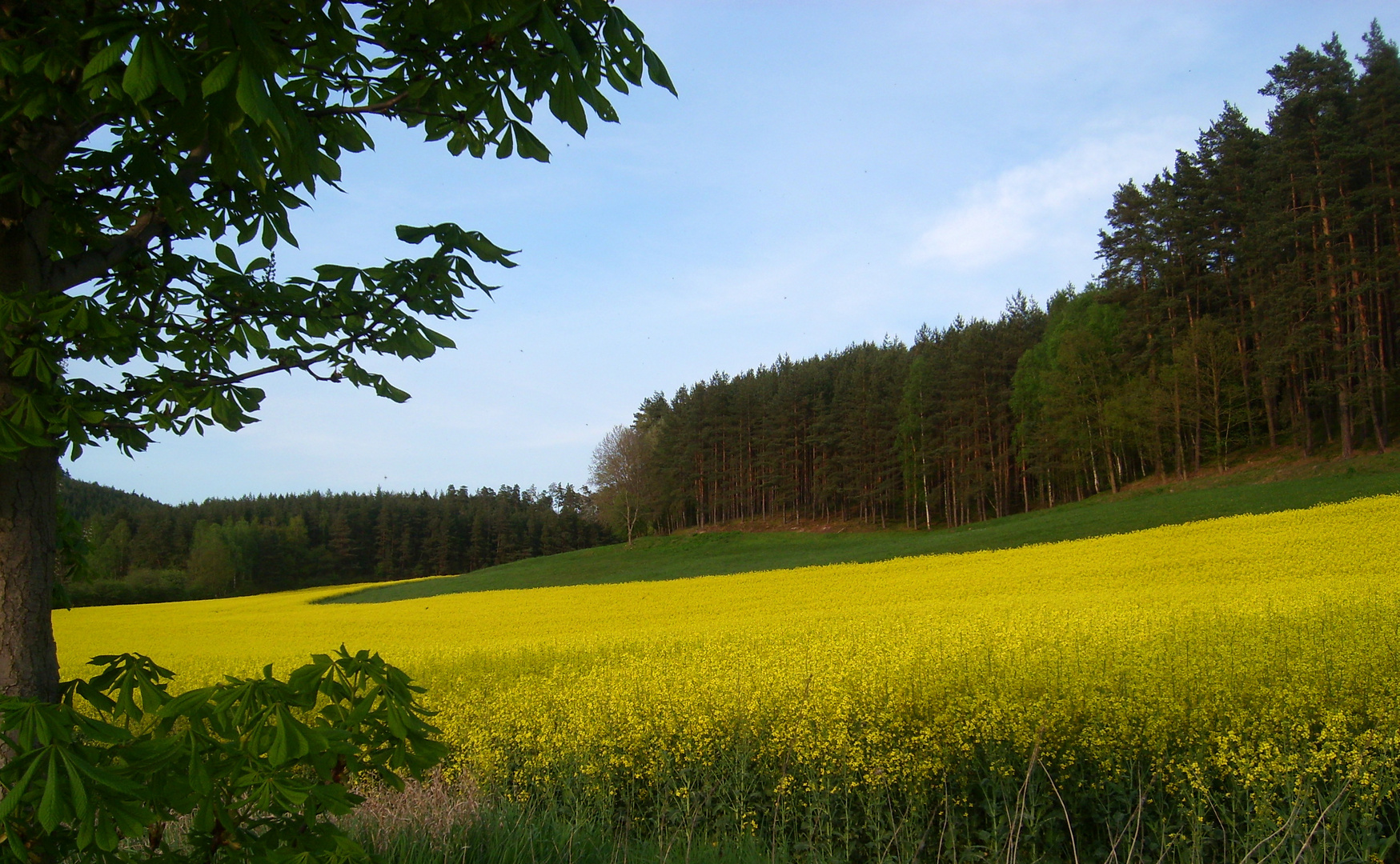 gelber Teppich