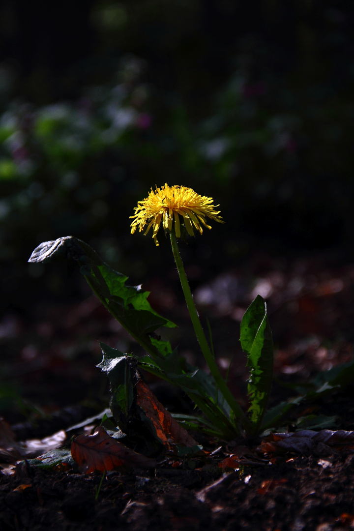 "Gelber Tupfer in Wald"