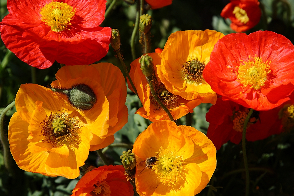 gelber und roter Mohn