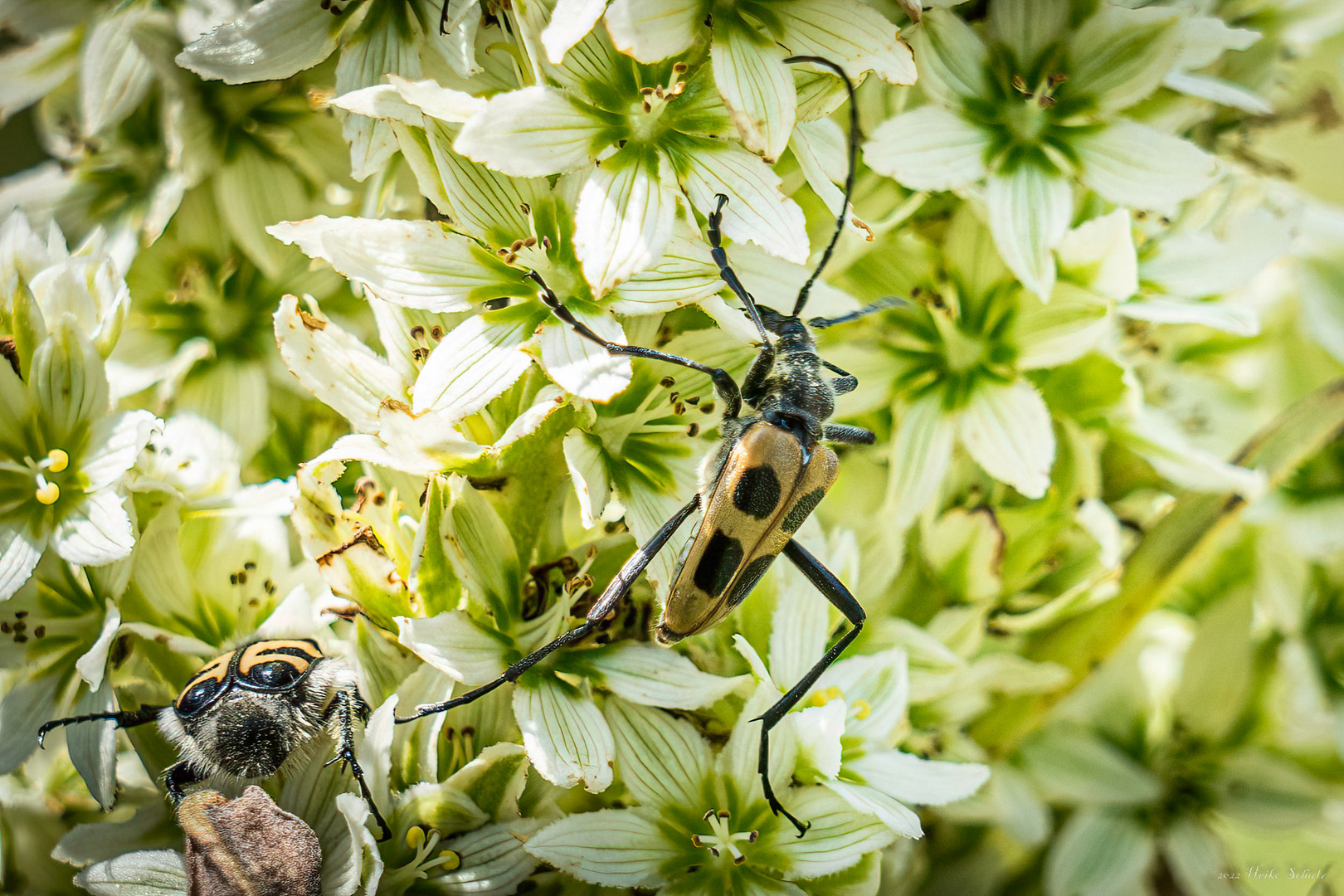 Gelber Vierfleckbock - Pachyta quadrimaculata -