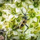 Gelber Vierfleckbock - Pachyta quadrimaculata -