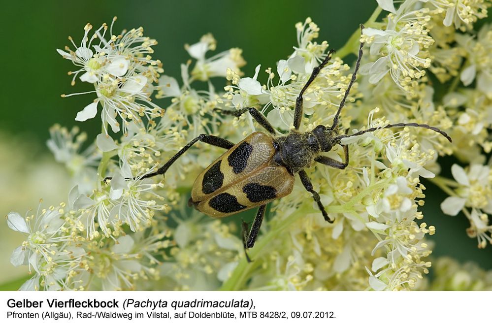 Gelber Vierfleckbock (Pachyta quadrimaculata)