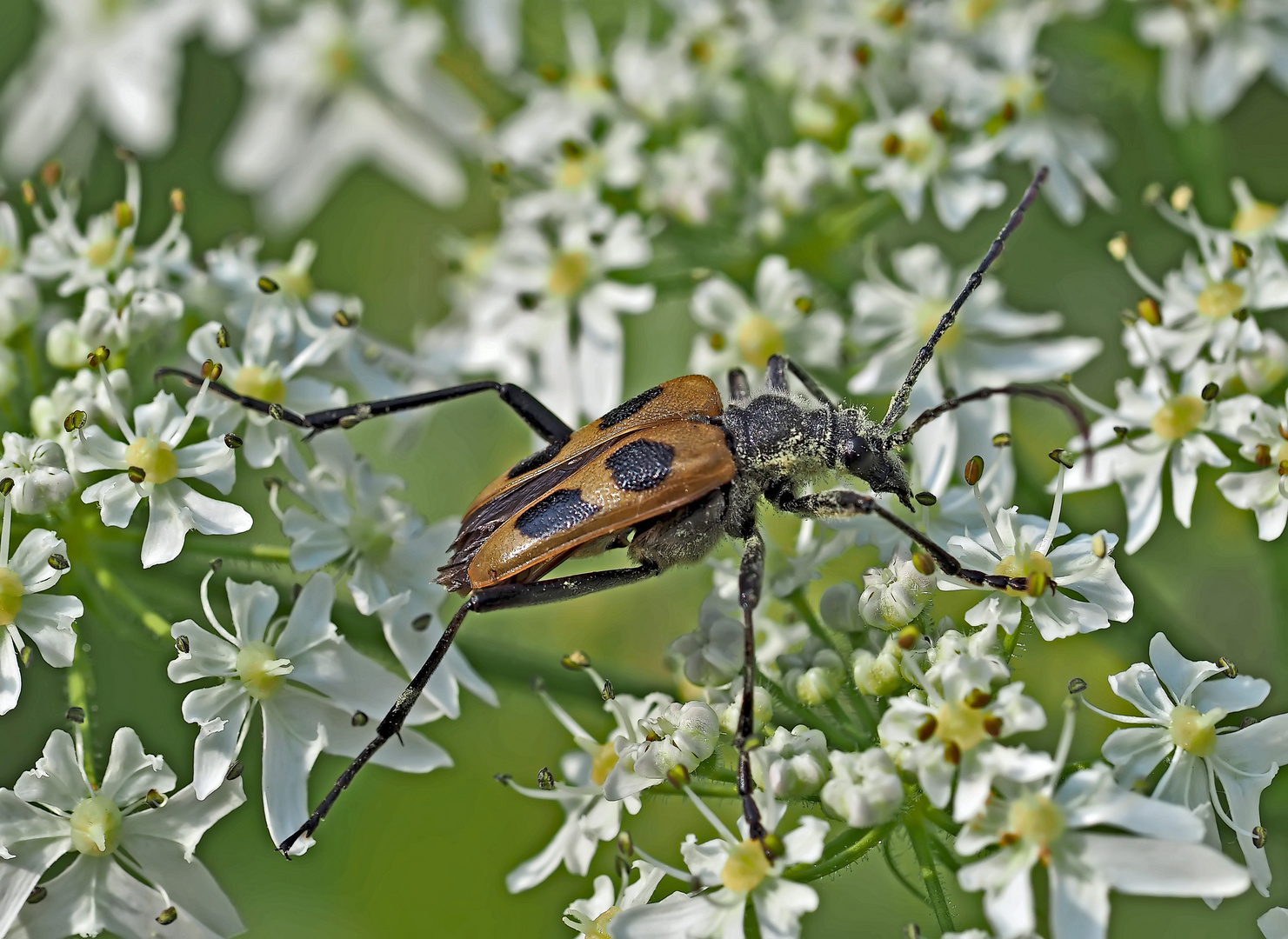 Gelber Vierfleckbock (Pachyta quadrimaculata) - Le Pachyte à quatre taches.