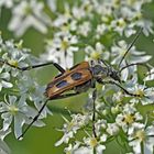 Gelber Vierfleckbock (Pachyta quadrimaculata) - Le Pachyte à quatre taches.