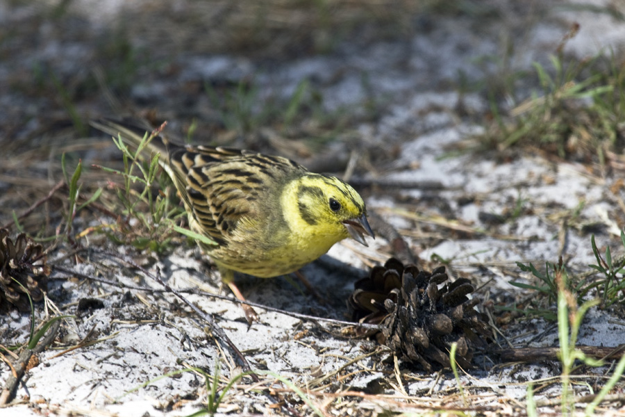 Gelber Vogel ? Foto &amp; Bild tiere, wildlife, wild lebende