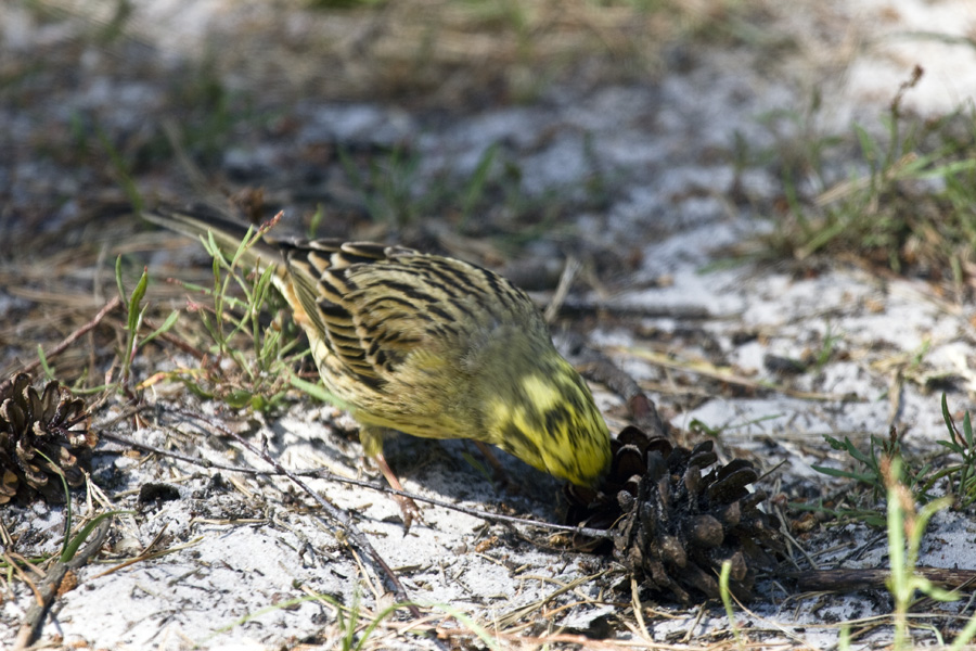 Gelber Vogel ? 2