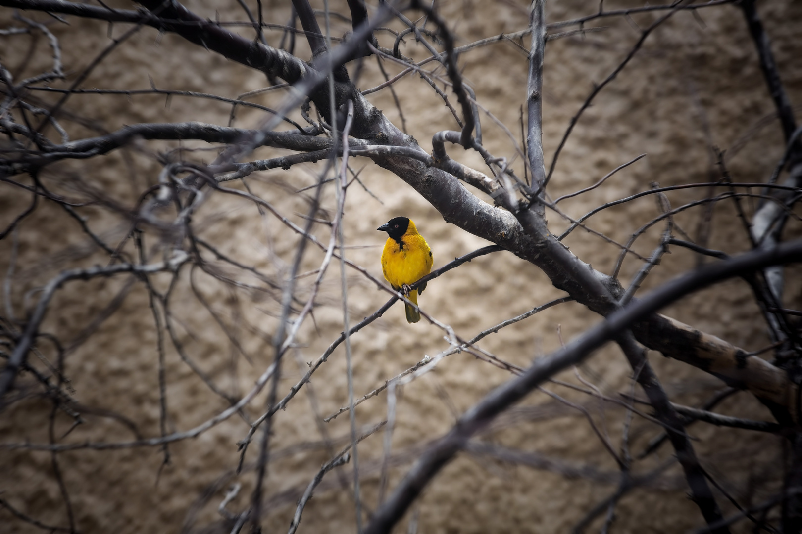 gelber Vogel