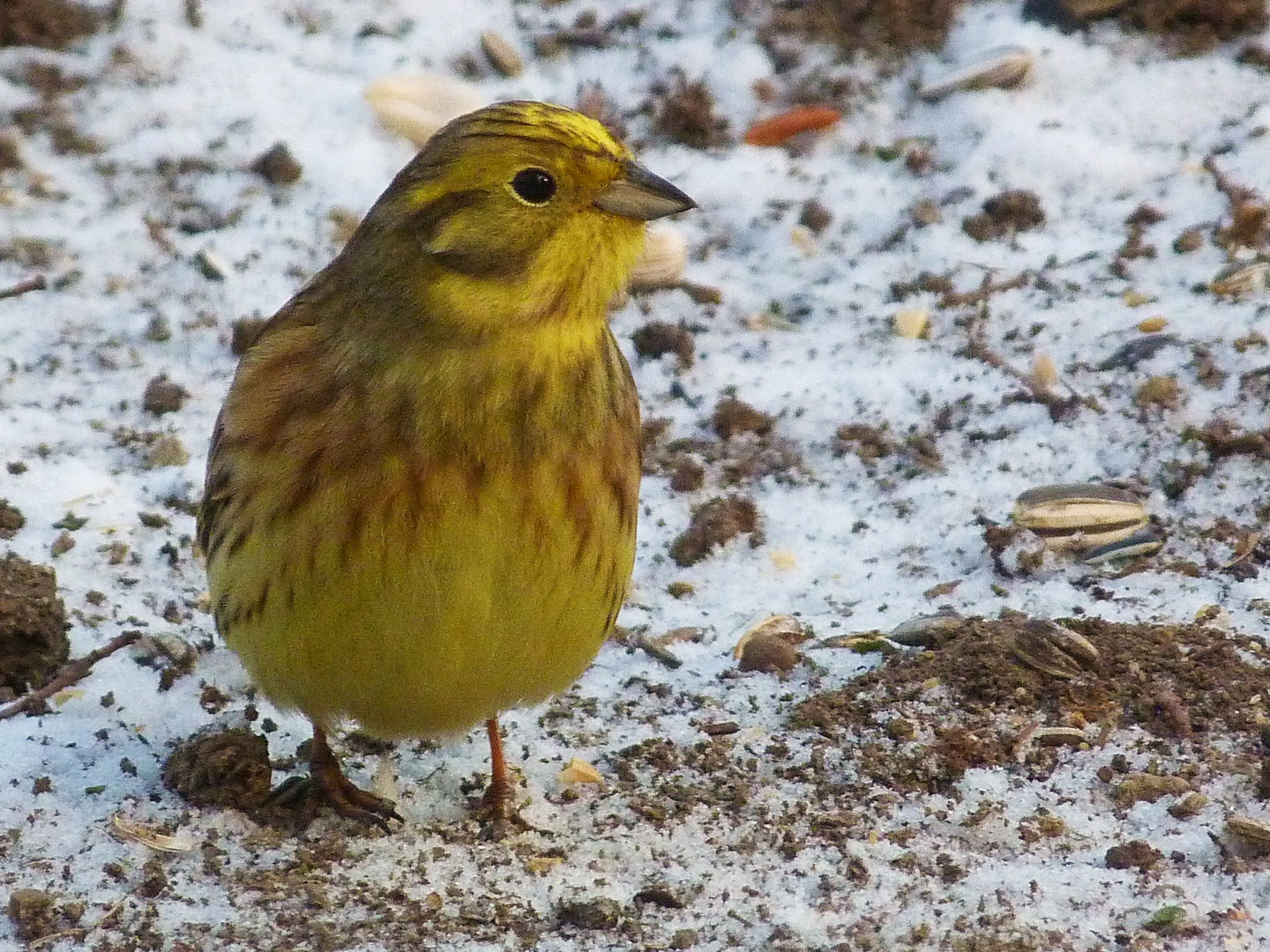 Gelber Vogel