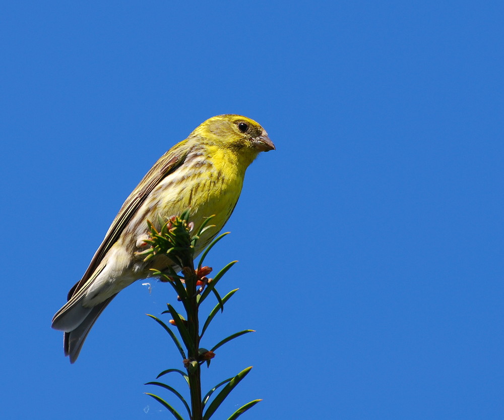 Gelber Vogel