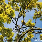 Gelber Vogel auf gelbem Baum