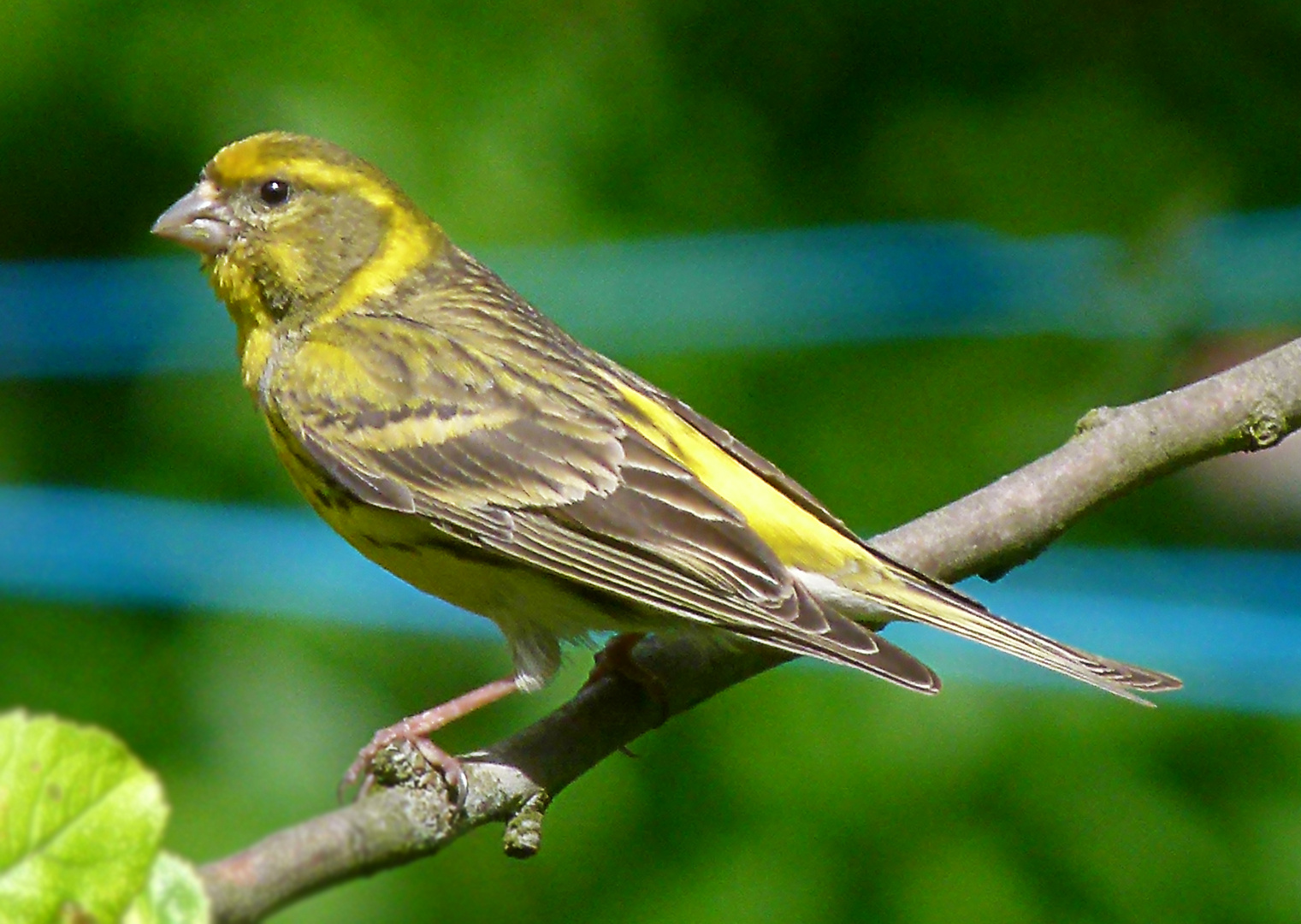 Gelber Vogel