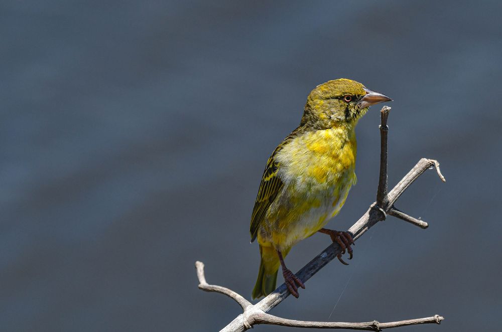 gelber Vogel Foto & Bild africa, eastern africa, tiere Bilder auf
