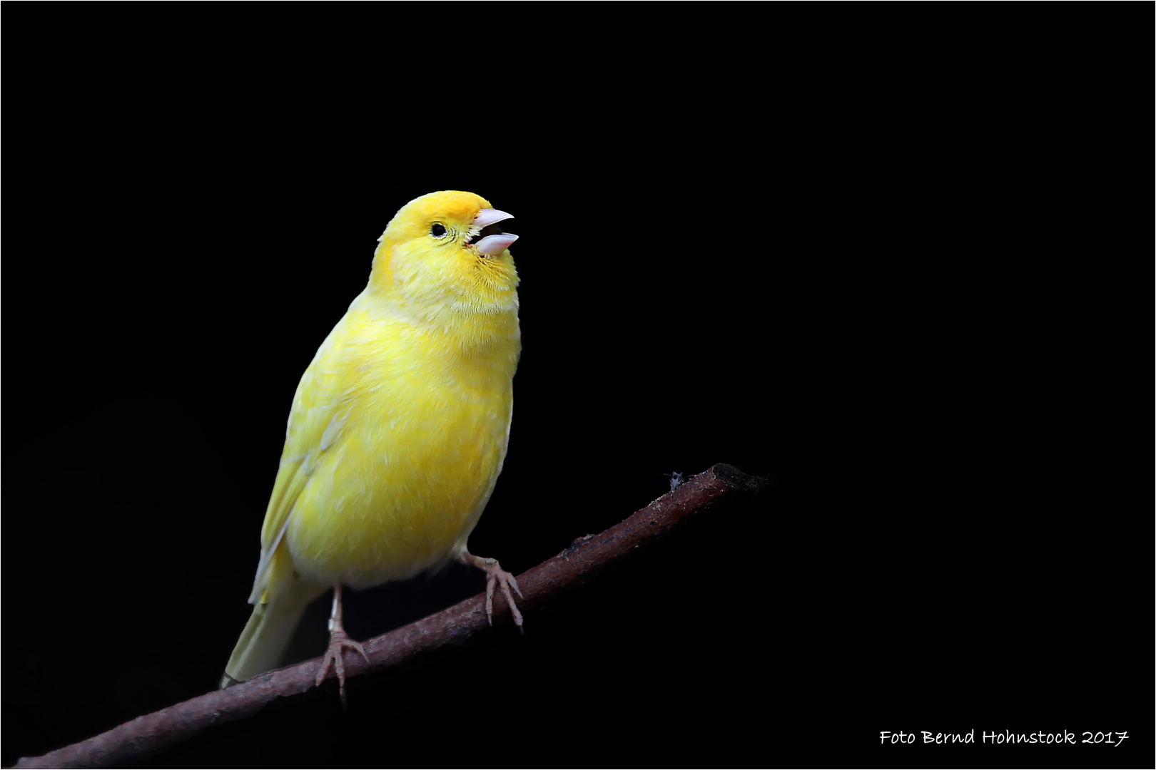 Gelber Vogel ...Kanarie