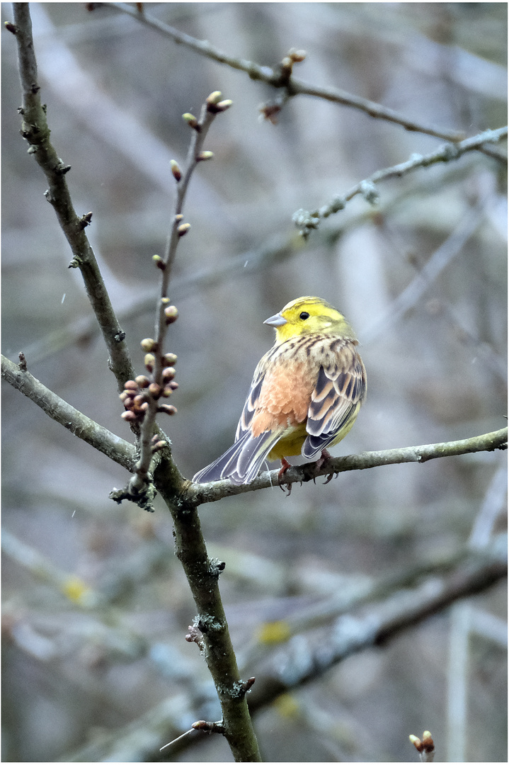 "gelber Vogel" oder wer bin ich...