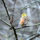 "gelber Vogel" oder wer bin ich...