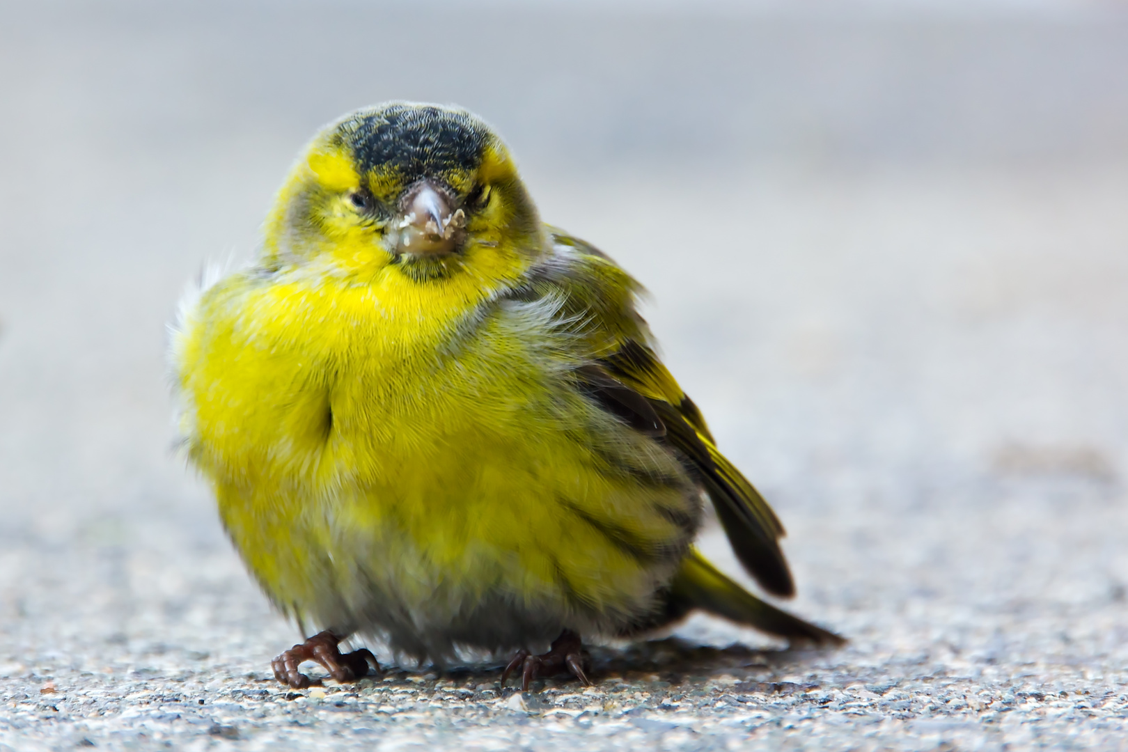 Gelber Vogel - vermutlich ein Zeisig / Yellow bird - probably a siskin