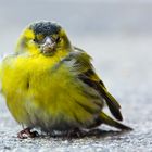 Gelber Vogel - vermutlich ein Zeisig / Yellow bird - probably a siskin
