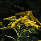 Gelber Wau /   Goldrute ( Solidago )