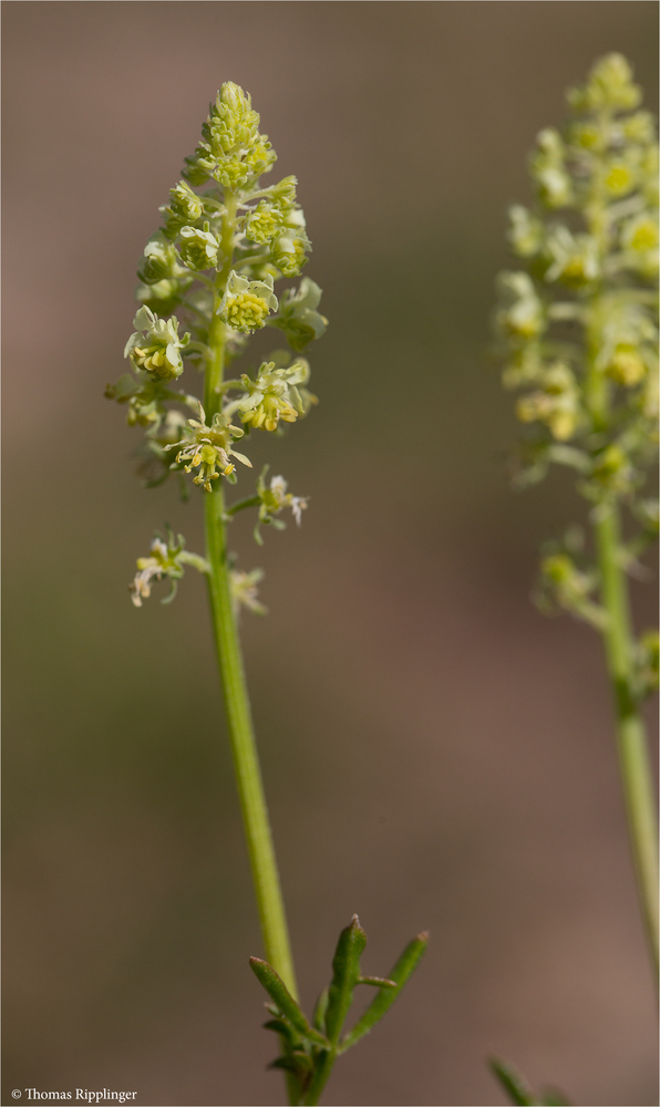 Gelber Wau (Reseda lutea)