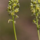 Gelber Wau (Reseda lutea)