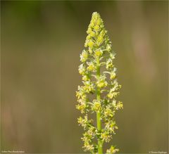 Gelber Wau (Reseda lutea)