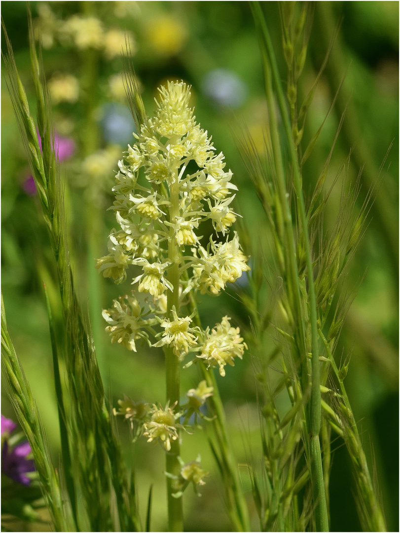 Gelber Wau - Reseda lutea