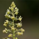 Gelber Wau (Reseda lutea) oder Färber-Wau (Reseda luteola)