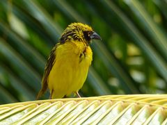 gelber Webervogel