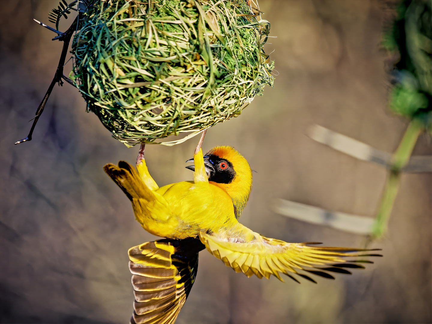 Gelber Webervogel am Nest