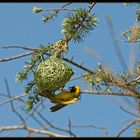 Gelber Webervogel (Maskenweber - Ploceus velatus)