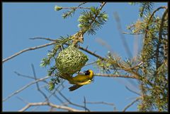 Gelber Webervogel (Maskenweber - Ploceus velatus)