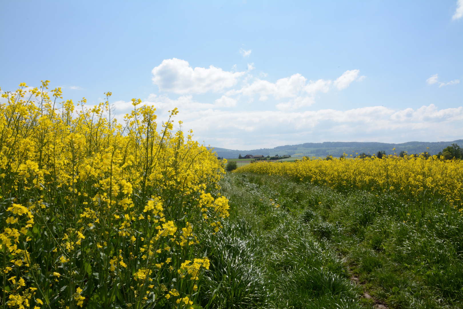 Gelber Weg