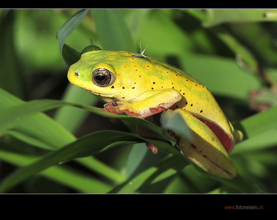 Gelber Weissblütenfrosch