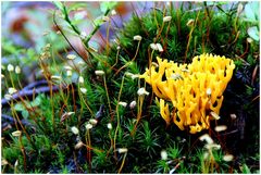 Gelber Ziegenbart ( Clavaria flava ) mit Frauenhaarmoos