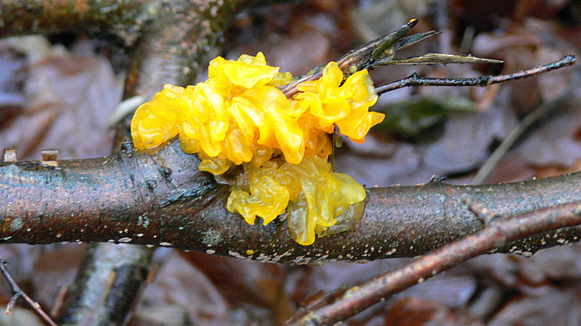 Gelber Zitterling (tremelia mesenterica)