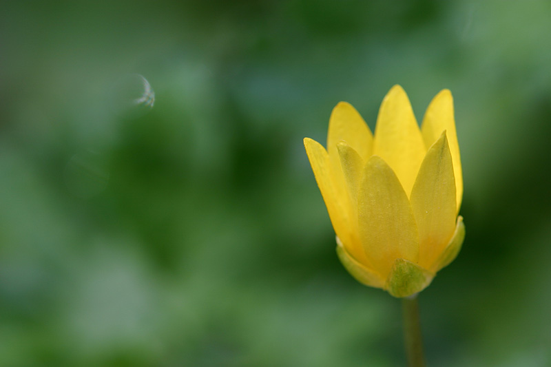 Gelber Zwerg Foto & Bild | pflanzen, pilze & flechten, blüten ...
