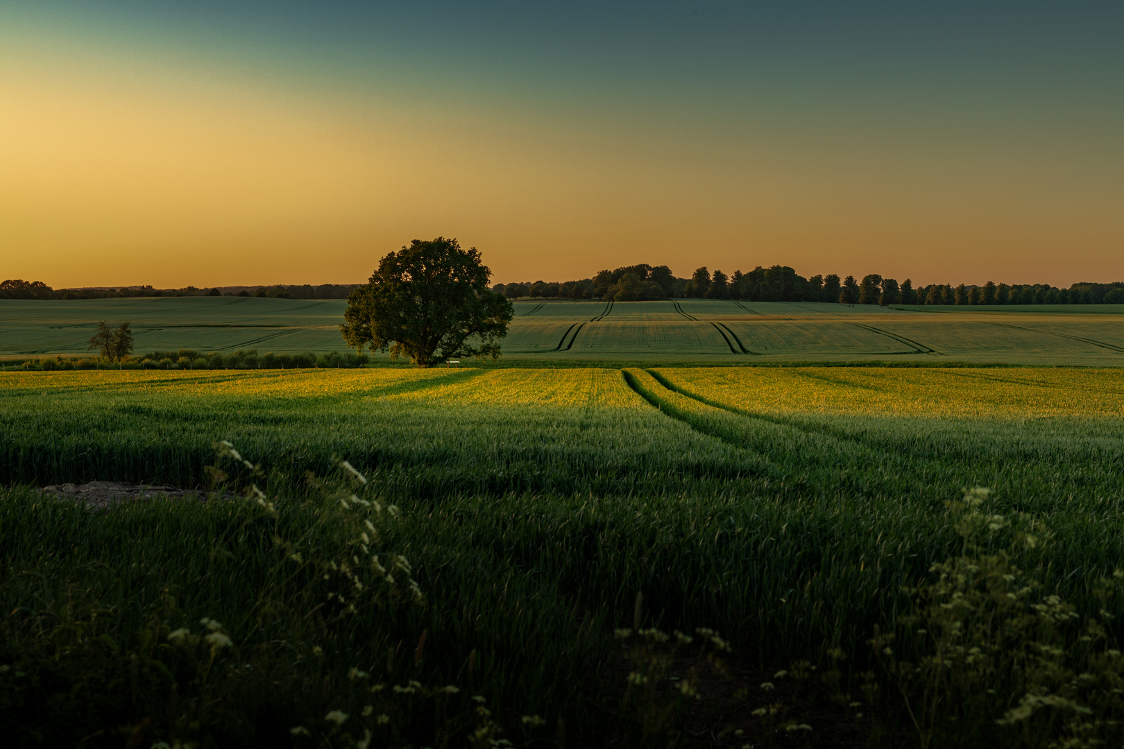 GelberGetreideTeppich