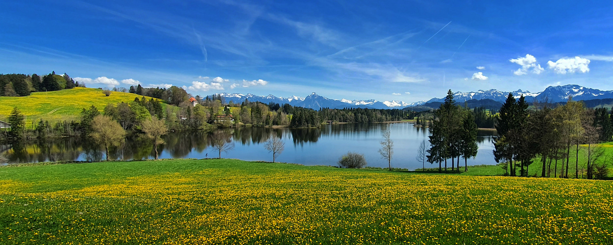 gelbes allgäu