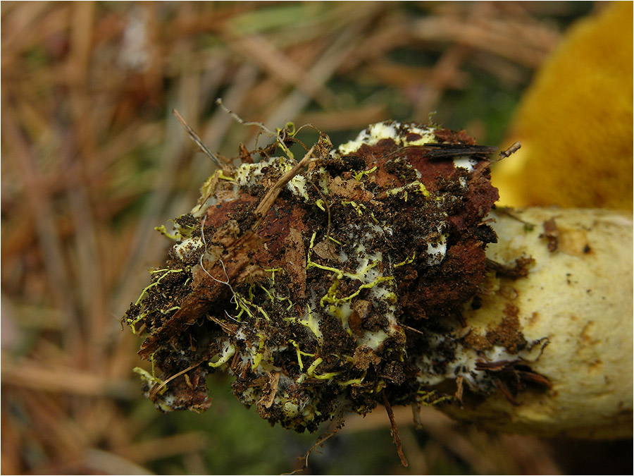 Gelbes Basalmycel von Xerocomus ferrugineus