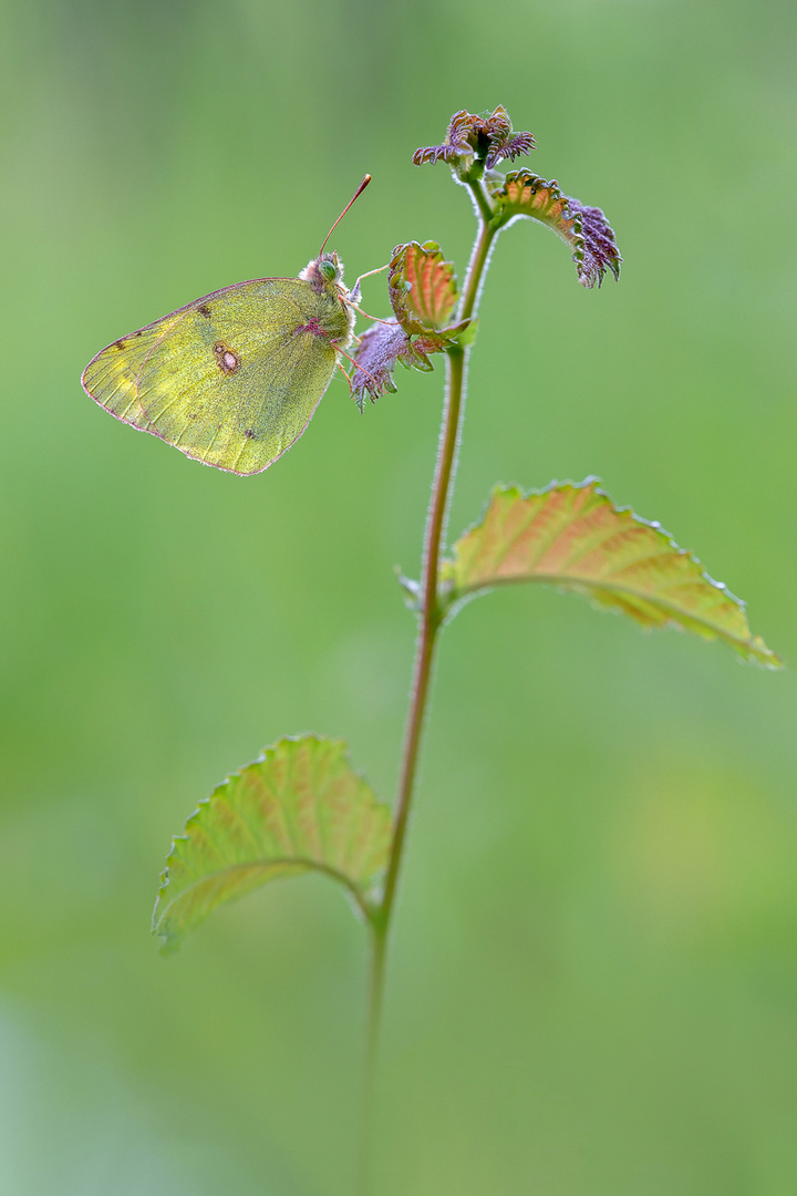 gelbes Blatt